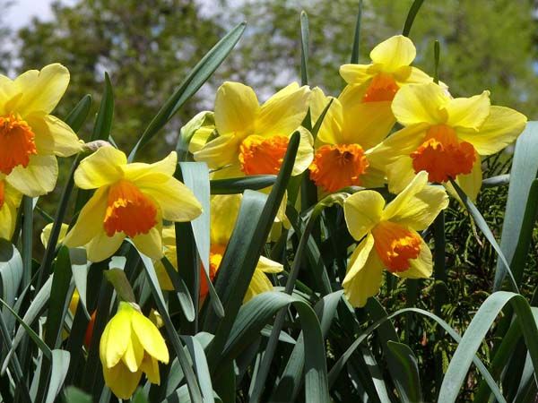 Narcissus Day - Symbols of hope
