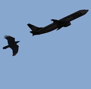 8th Advising on collision of birds and planes