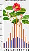 Climate of Camellia 